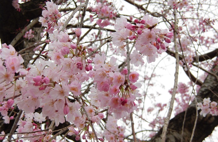 桜画像